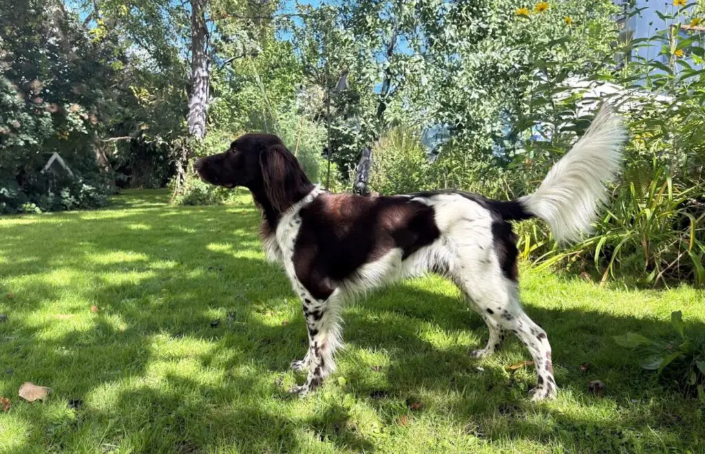 Ein schwarz-weißer Hund mit langem Schwanz steht wachsam auf einem grasbewachsenen Rasen in einem sonnenbeschienenen Garten in Ankum, umgeben von grünen Bäumen und Pflanzen - bereit für ein Abenteuer bei der Lönssuche 2025.