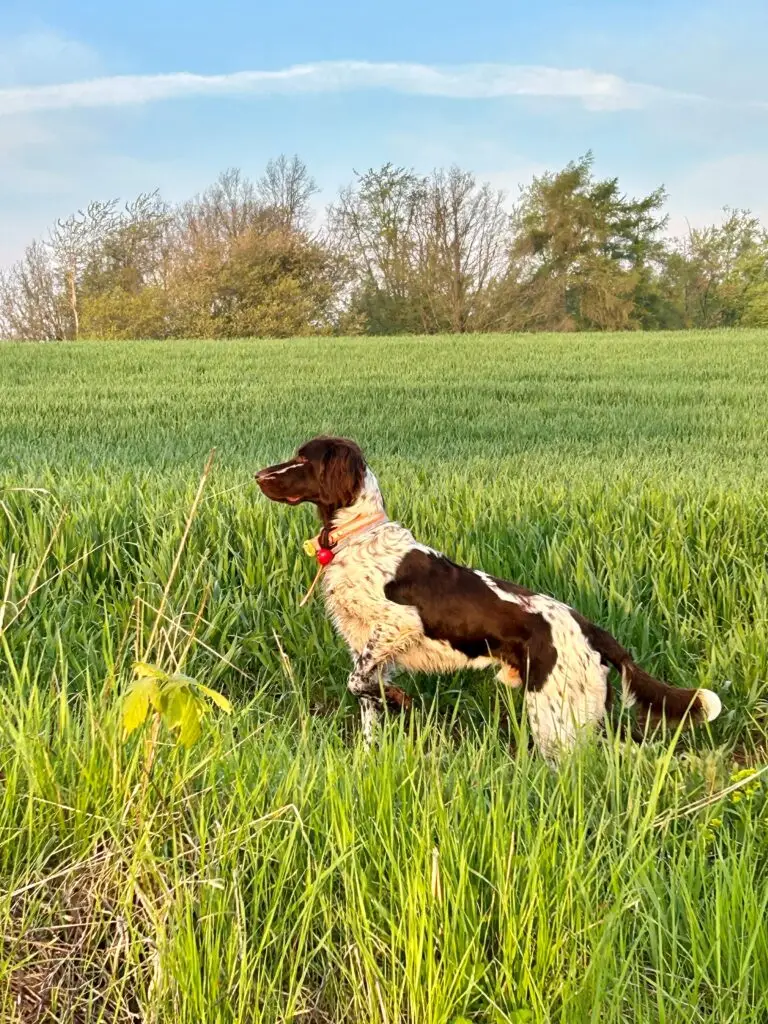 Ein schwarz-weißer Hund mit rotem Halsband steht wachsam auf einer saftig grünen Wiese im Tecklenburger Land, umgeben von hohem Gras und Bäumen im Hintergrund unter blauem Himmel.
