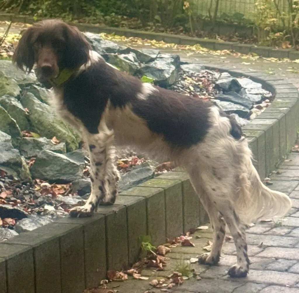 Ein schwarz-weißer Hund mit langem Fell steht mit den Vorderpfoten auf einer niedrigen Steinmauer und blickt zurück wie eine Königin, die ihr Land begutachtet. Abgefallene Blätter bedecken den Boden, im Hintergrund liegen Felsen und Grünpflanzen - eine elegante Szene, die zu von Lindern-Nord passt.