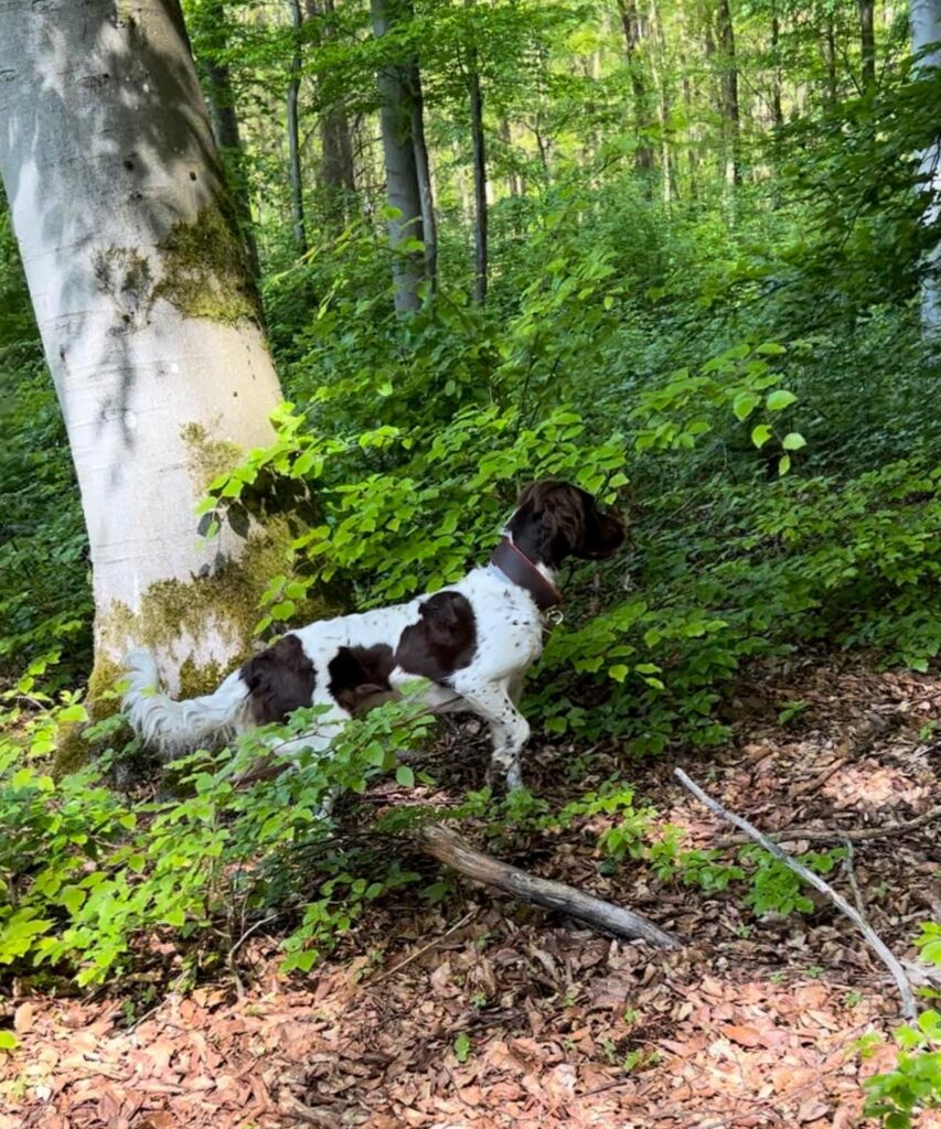 Cira vom Torfloch, ein braun-weißer Hund, steht wachsam zwischen grünen Büschen und Bäumen in einem sonnenbeschienenen Wald, in dem das Licht durch die Blätter auf den Waldboden fällt.