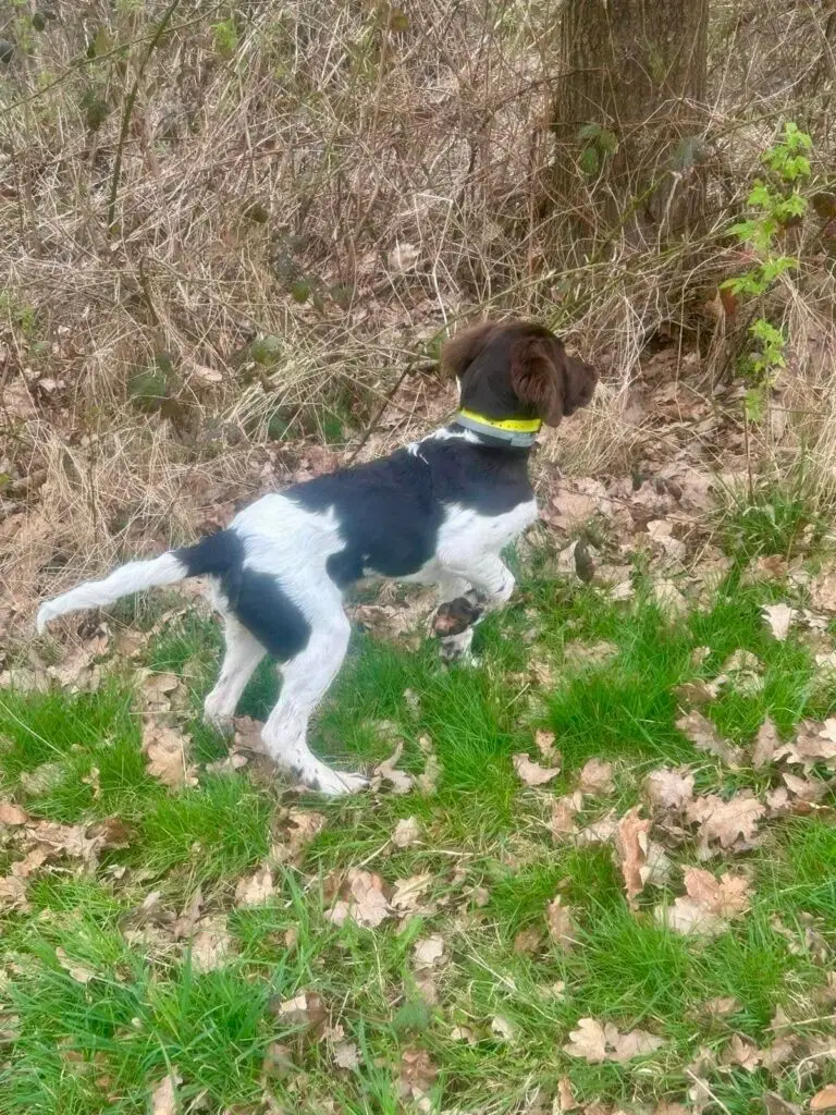 Ein schwarz-weißer Hund mit einem gelben Halsband namens Amber vom Kastanjenboom steht wachsam auf einer Wiese neben einem Baum und trockenen Blättern und scheint auf etwas im Gebüsch zu achten.