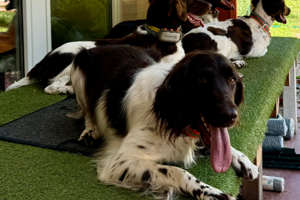 Drei schwarz-weiße Hunde mit langem Fell und Halsbändern liegen auf Kunstrasen. Ein Hund im Vordergrund streckt die Zunge heraus und schaut in die Kamera, während die anderen hinter ihm ruhen.