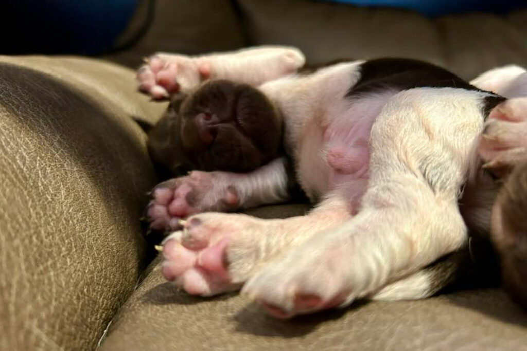 Nahaufnahme eines schlafenden Welpen, der auf dem Rücken auf einer braunen Couch liegt, die Pfoten ausgestreckt und das Gesicht teilweise sichtbar. Der Welpe sieht friedlich und entspannt aus, vielleicht träumt er von dem nächsten Wurf in der Zuchtplanung im März.