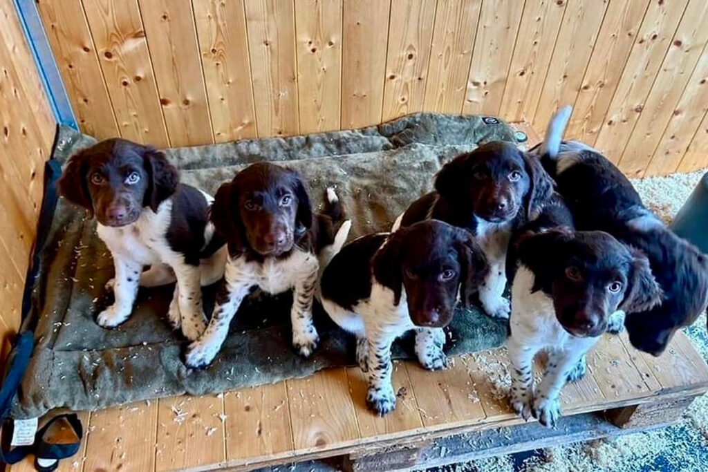 Fünf braun-weiße Welpen mit Schlappohren sitzen und stehen auf einer Decke in einem hölzernen Raum und schauen in die Kamera - perfekt für alle, die eine Welpenanfrage in Erwägung ziehen.