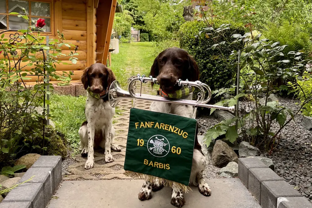 Zwei braune und weiße Hunde sitzen vor einem Holzhaus. Der eine Hund hält ein Messinginstrument mit einer grünen Fahne mit der Aufschrift Fanfarenzug 1960 Barbis, während der andere Hund dahinter sitzt und einen grünen Ball im Maul hält.