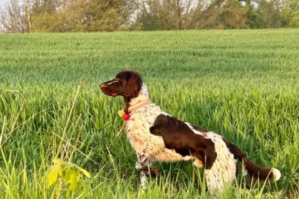 Ein schwarz-weißer Hund mit rotem Halsband steht wachsam auf einer saftig grünen Wiese im Tecklenburger Land, umgeben von hohem Gras und Bäumen im Hintergrund unter blauem Himmel.