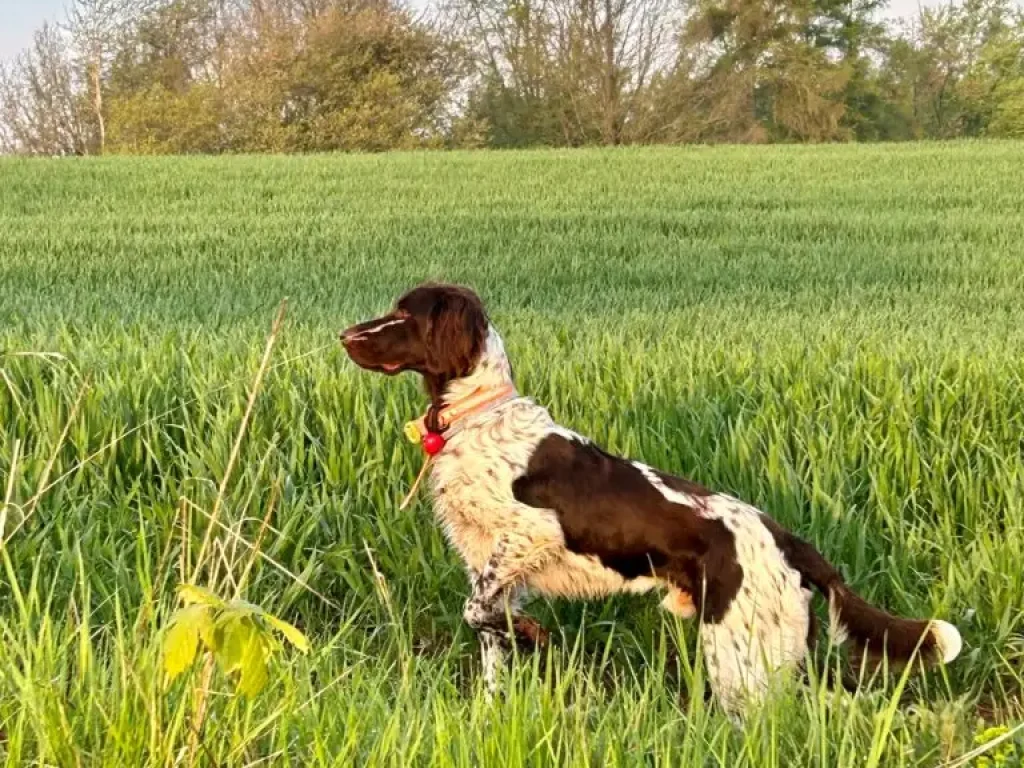 Ein schwarz-weißer Hund mit rotem Halsband steht wachsam auf einer saftig grünen Wiese im Tecklenburger Land, umgeben von hohem Gras und Bäumen im Hintergrund unter blauem Himmel.