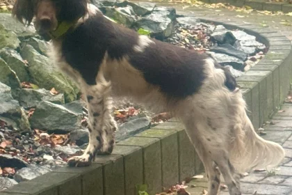 Ein schwarz-weißer Hund mit langem Fell steht mit den Vorderpfoten auf einer niedrigen Steinmauer und blickt zurück wie eine Königin, die ihr Land begutachtet. Abgefallene Blätter bedecken den Boden, im Hintergrund liegen Felsen und Grünpflanzen - eine elegante Szene, die zu von Lindern-Nord passt.