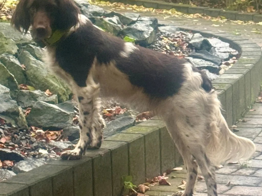 Ein schwarz-weißer Hund mit langem Fell steht mit den Vorderpfoten auf einer niedrigen Steinmauer und blickt zurück wie eine Königin, die ihr Land begutachtet. Abgefallene Blätter bedecken den Boden, im Hintergrund liegen Felsen und Grünpflanzen - eine elegante Szene, die zu von Lindern-Nord passt.