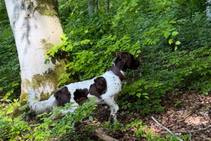 Cira vom Torfloch, ein braun-weißer Hund, steht wachsam zwischen grünen Büschen und Bäumen in einem sonnenbeschienenen Wald, in dem das Licht durch die Blätter auf den Waldboden fällt.