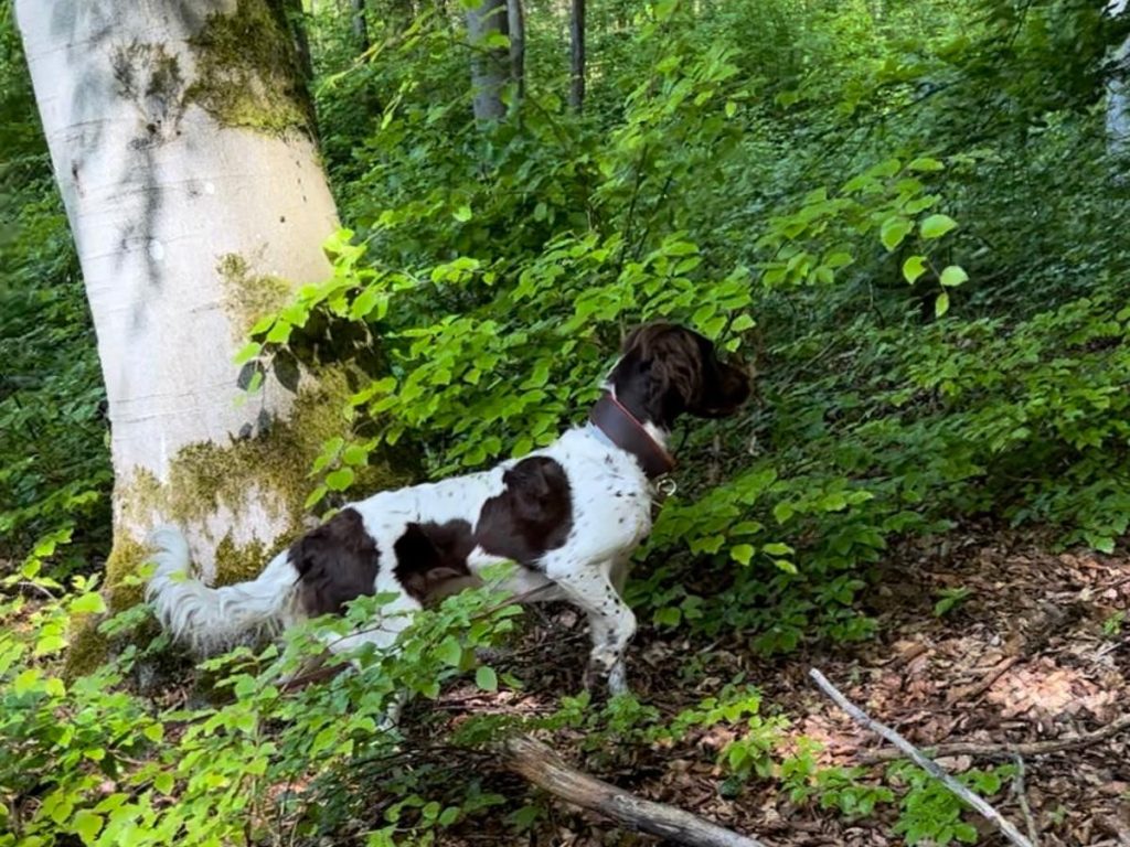 Cira vom Torfloch, ein braun-weißer Hund, steht wachsam zwischen grünen Büschen und Bäumen in einem sonnenbeschienenen Wald, in dem das Licht durch die Blätter auf den Waldboden fällt.
