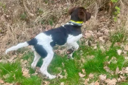 Ein schwarz-weißer Hund mit einem gelben Halsband namens Amber vom Kastanjenboom steht wachsam auf einer Wiese neben einem Baum und trockenen Blättern und scheint auf etwas im Gebüsch zu achten.