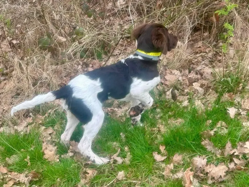 Ein schwarz-weißer Hund mit einem gelben Halsband namens Amber vom Kastanjenboom steht wachsam auf einer Wiese neben einem Baum und trockenen Blättern und scheint auf etwas im Gebüsch zu achten.