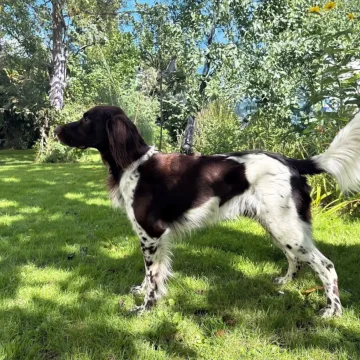 Ein schwarz-weißer Hund mit langem Schwanz steht wachsam auf einem grasbewachsenen Rasen in einem sonnenbeschienenen Garten in Ankum, umgeben von grünen Bäumen und Pflanzen - bereit für ein Abenteuer bei der Lönssuche 2025.