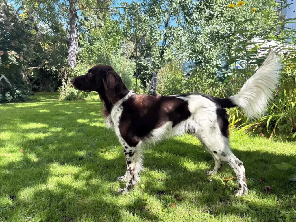 Ein schwarz-weißer Hund mit langem Schwanz steht wachsam auf einem grasbewachsenen Rasen in einem sonnenbeschienenen Garten in Ankum, umgeben von grünen Bäumen und Pflanzen - bereit für ein Abenteuer bei der Lönssuche 2025.