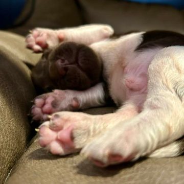 Nahaufnahme eines schlafenden Welpen, der auf dem Rücken auf einer braunen Couch liegt, die Pfoten ausgestreckt und das Gesicht teilweise sichtbar. Der Welpe sieht friedlich und entspannt aus, vielleicht träumt er von dem nächsten Wurf in der Zuchtplanung im März.
